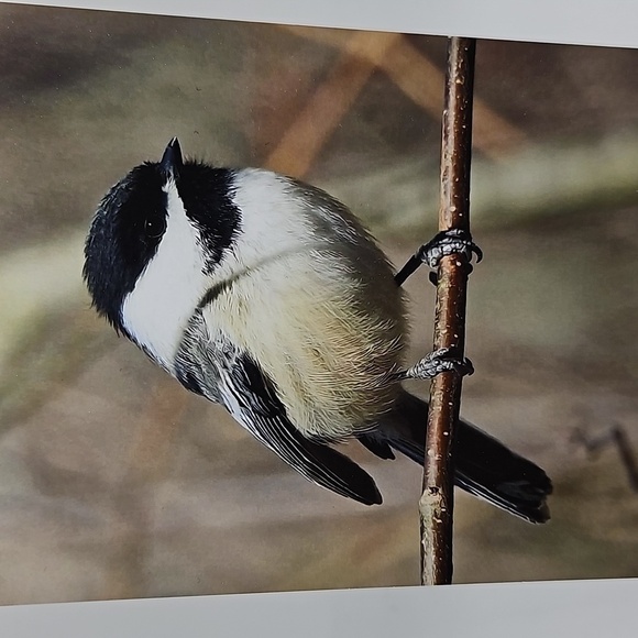 4x6 Chickadee Bird Oil Painting Print - Picture 2 of 5